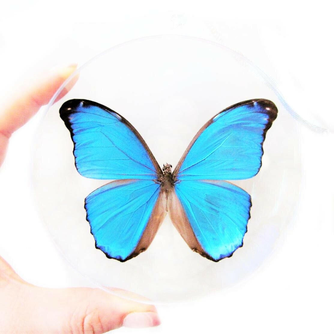 Morpho Menelaus Real Blue Butterfly Christmas Ornament Gift French Guyana