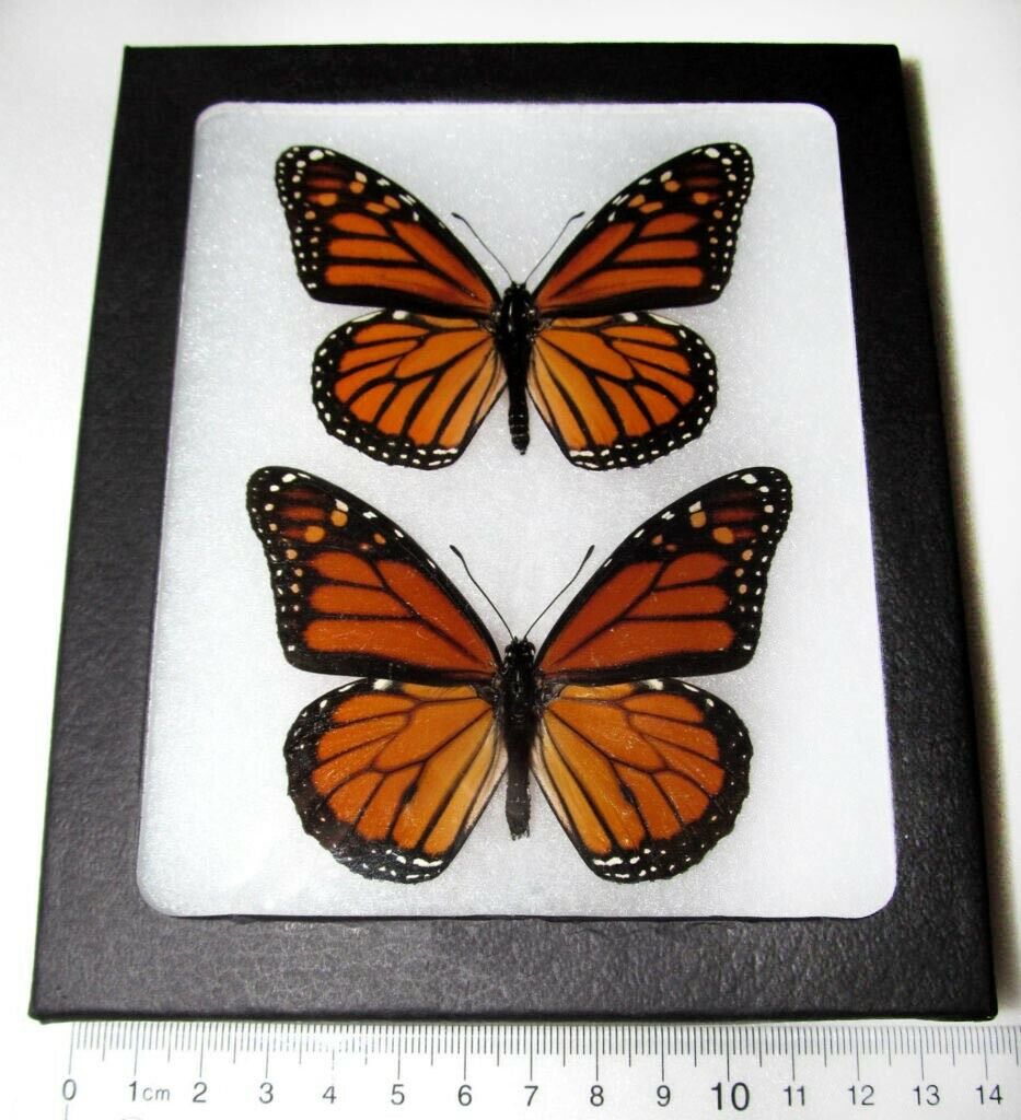 Danaus Plexippus Pair Male Female Real North American Monarch Framed Butterflies