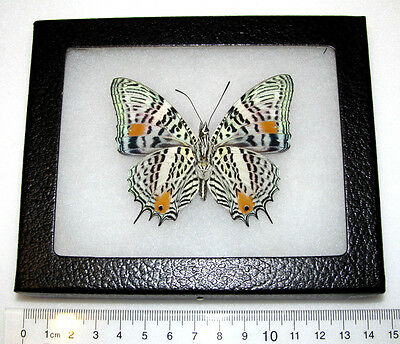Baeotus Amazonicus Verso Real Peruvian Leopard Spotted Framed Butterfly Insect
