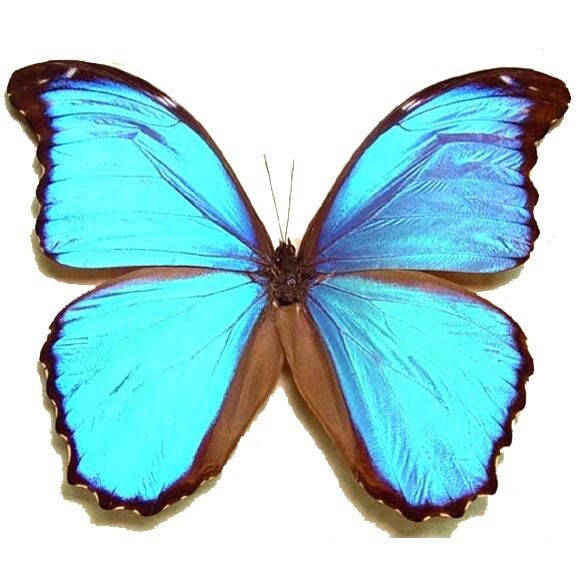 Morpho Menelaus One Real Butterfly Blue Papered Unmounted Wings Closed
