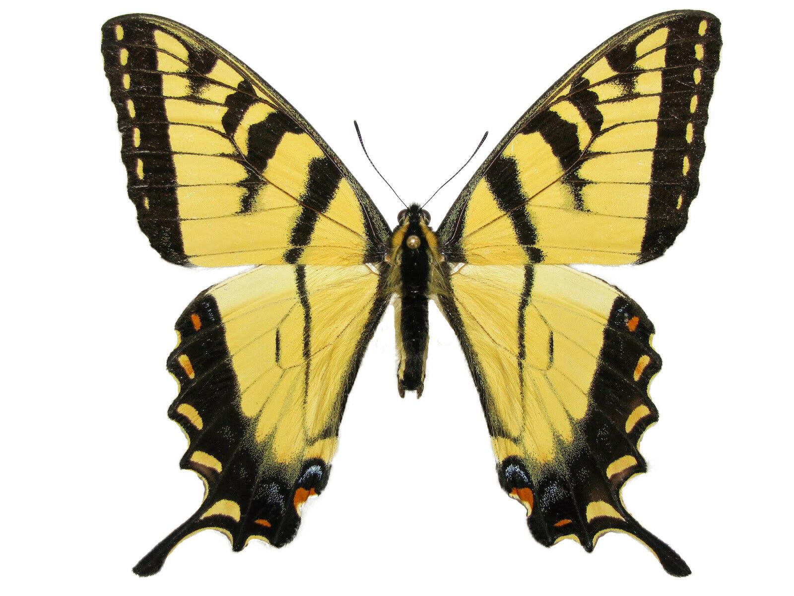 Papilio Glaucus One Real Butterfly Yellow Eastern Tiger Swallowtail Wings Closed