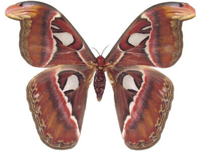 Attacus Atlas Female Real Saturn Moth Indonesia Unmounted Wings Closed