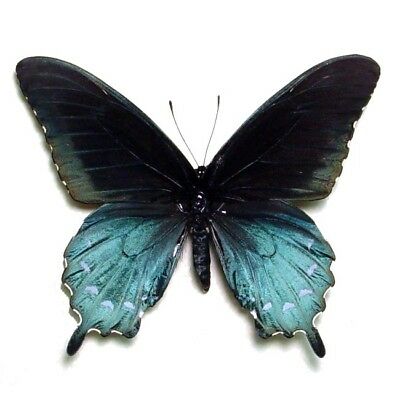 Battus Philenor One Real Butterfly Blue Swallowtail Rect Unmounted Wings Closed