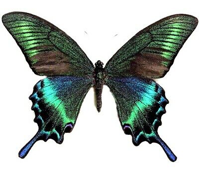 Papilio Maacki Spring Form One Real Butterfly Blue Green Wings Closed
