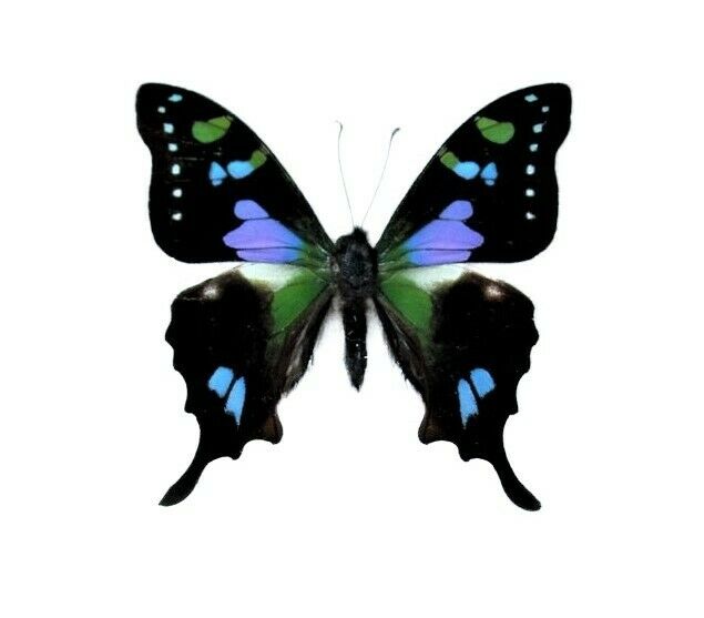 Graphium Weiskei One Real Butterfly Pink Blue Purple Indonesia  Wings Closed