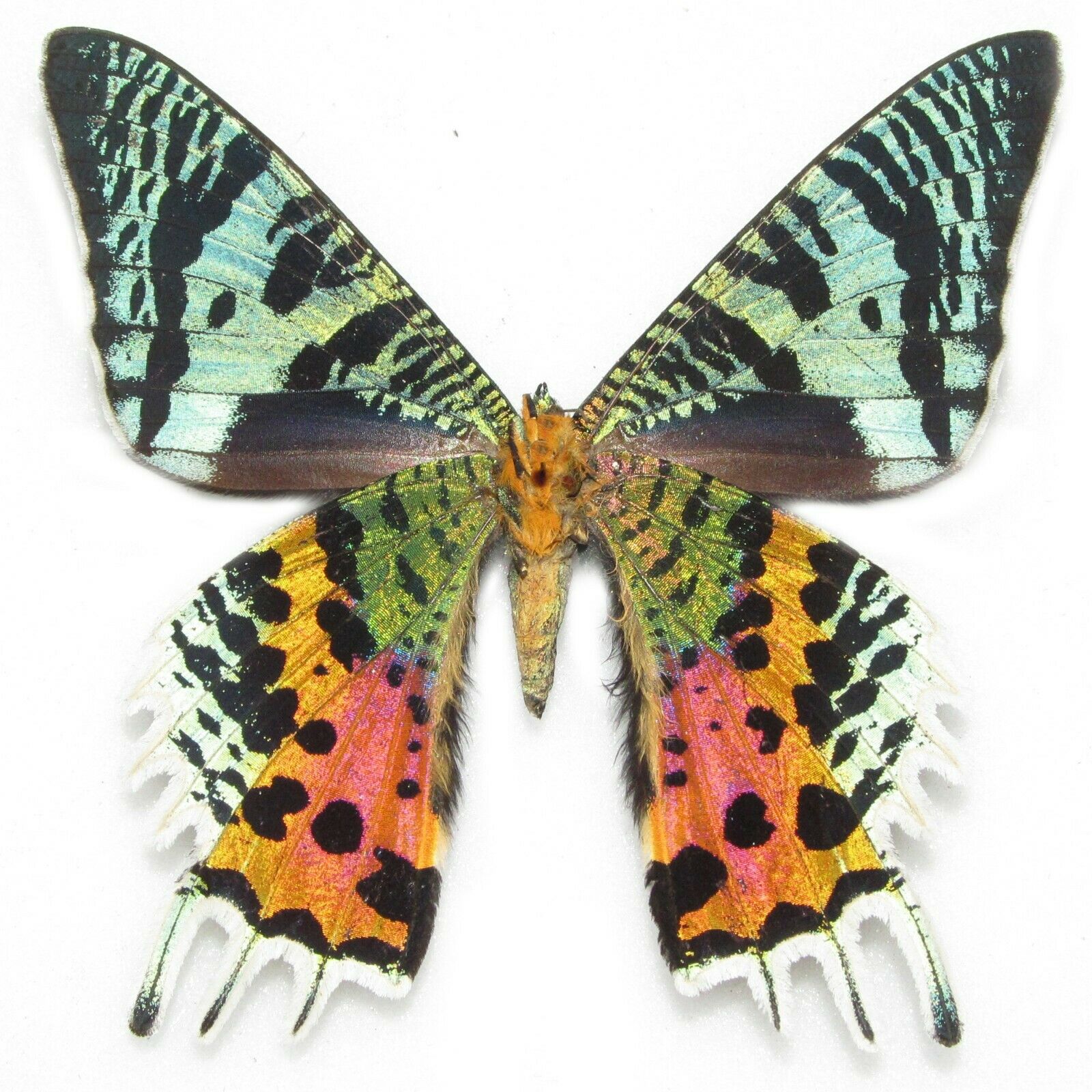 Urania Ripheus Verso One Real Madagascar Sunset Moth Unmounted Wings Closed