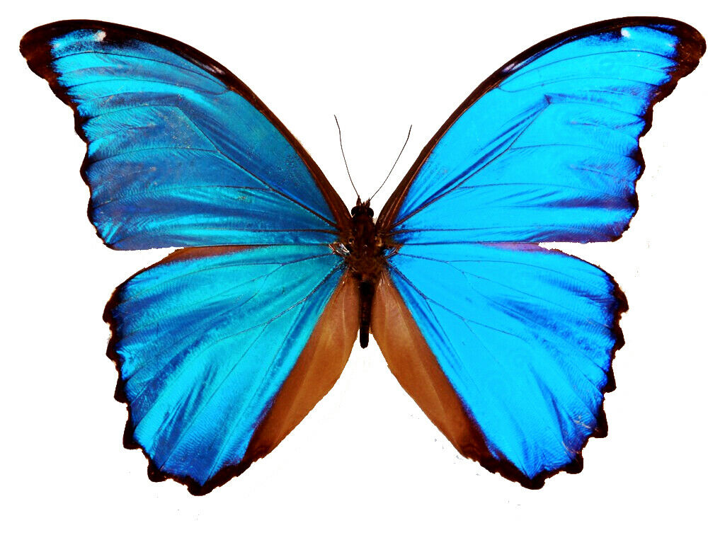 Huge Blue Morpho Didius Real Butterfly Fast From Usa Shipping! Unmounted A1