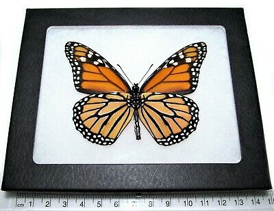 Danaus Plexippus Verso Real Orange Black Monarch Framed Butterfly Insect