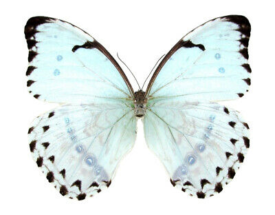 Morpho Catenaria Catenarius One Real Butterfly Ice Blue Unmounted Wings Closed