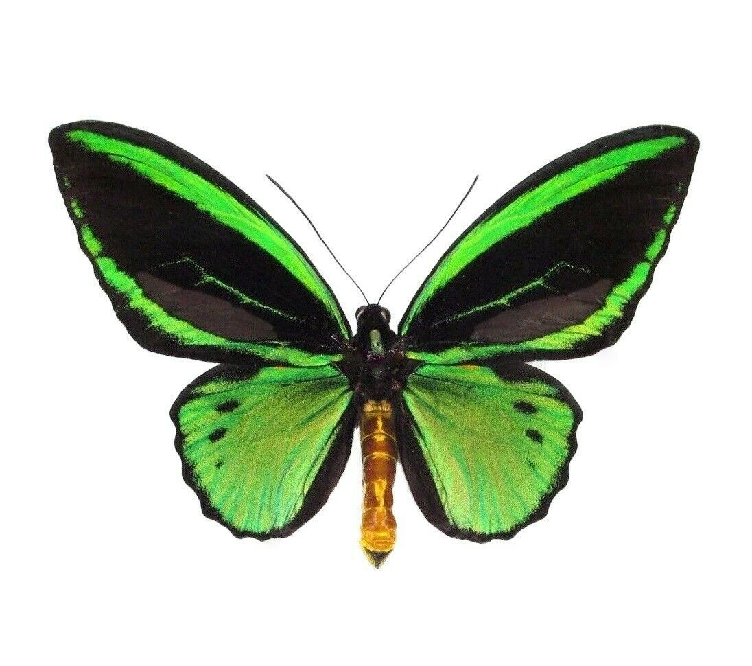 Ornithoptera Priamus Poesidon Maleone Real Butterfly Green Birdwing Wings Closed