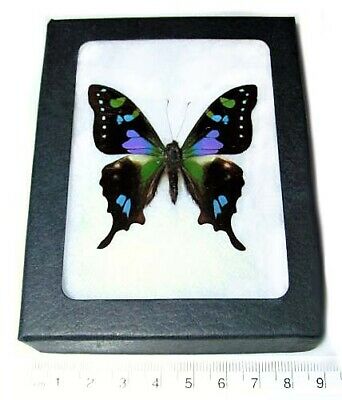 Graphium Weiskei Real Framed Butterfly Pink Purple Blue Indonesia