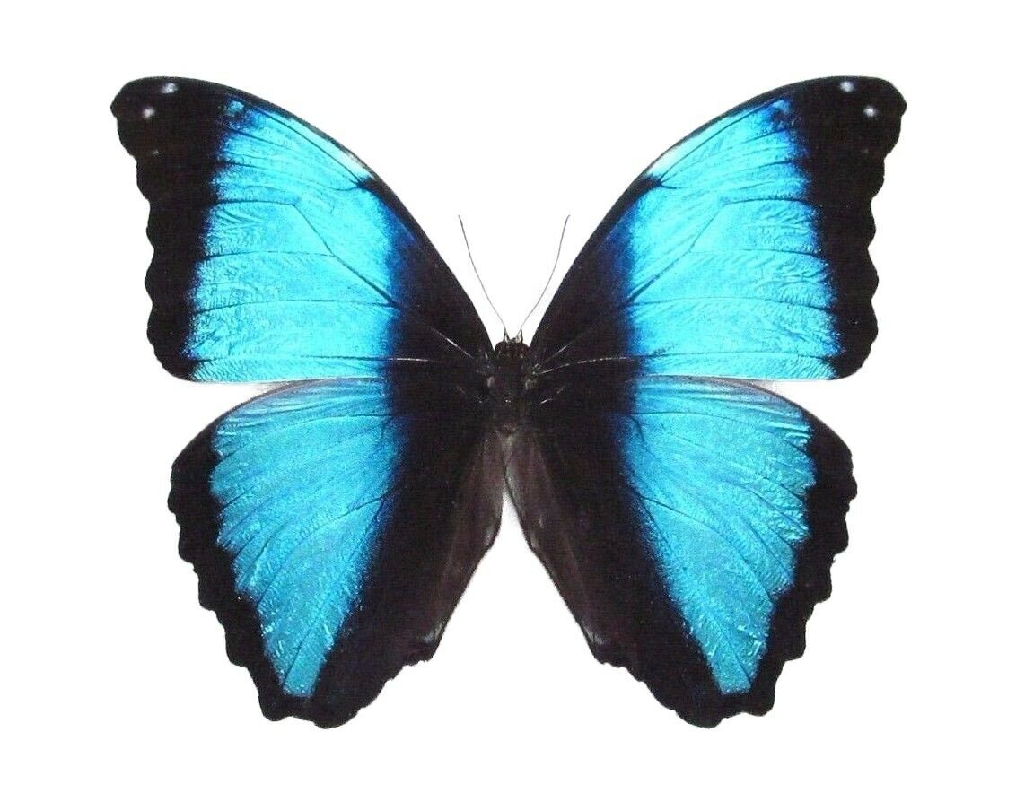 Morpho Deidamia One Real Butterfly Blue Unmounted Papered Wings Closed
