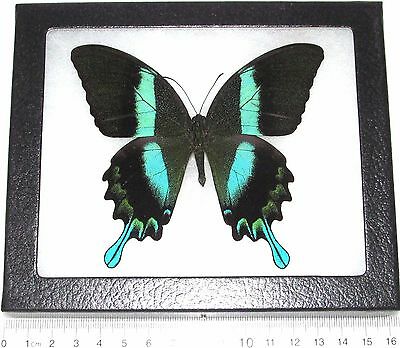 Papilio Blumei Real Framed Butterfly Blue Green Swallowtail Indonesia