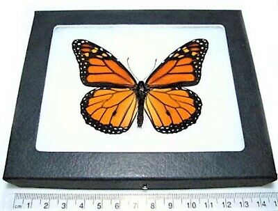 Danaus Plexippus Real North American Monarch Butterfly Insect Framed
