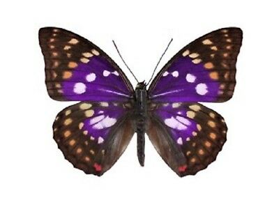 Sasakia Charonda One Real Butterfly Purple China Unmounted Wings Closed