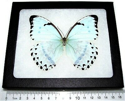 Morpho Catenaria Catenarius Real Framed Butterfly Metallic Ice Blue