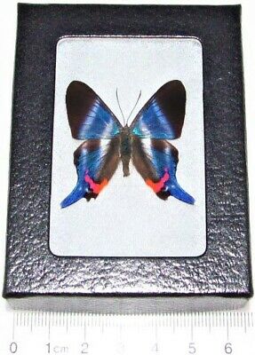 Rhetus Dysonii Real Framed Butterfly Blue Peru