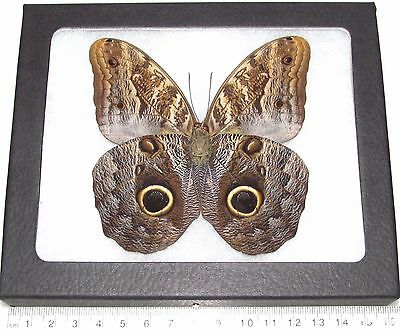 Caligo Memnon Real Peruvian Owl Eye Framed Butterfly Insect