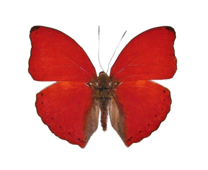 Cymothoe Sangaris One Real Butterfly Red Glider Africa Unmounted Wings Closed