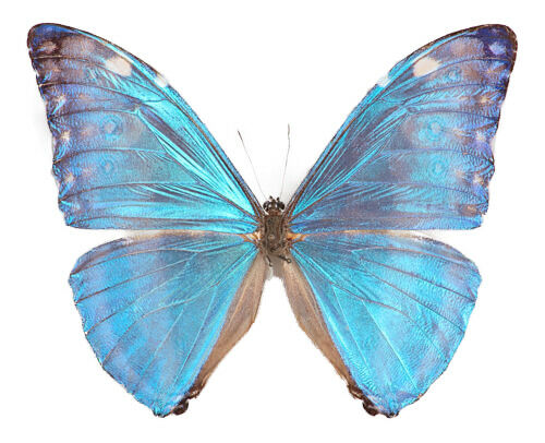 Morpho Adonis One Real Butterfly Blue Unmounted Wings Closed