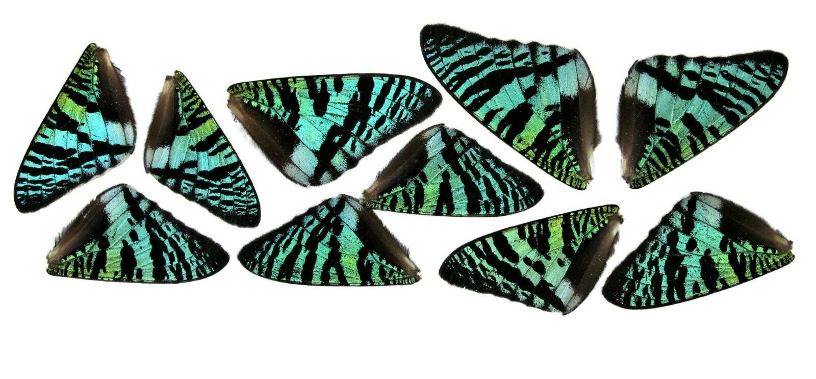 10 Pieces Assorted Green Sunset Moth Urania Butterfly Wings Wholesale Lot Mix