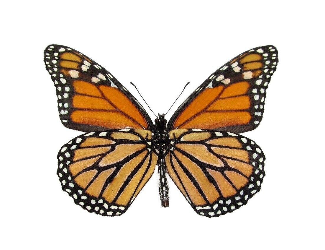 Danaus Plexippus Verso One North American Monarch Butterfly Wings Closed